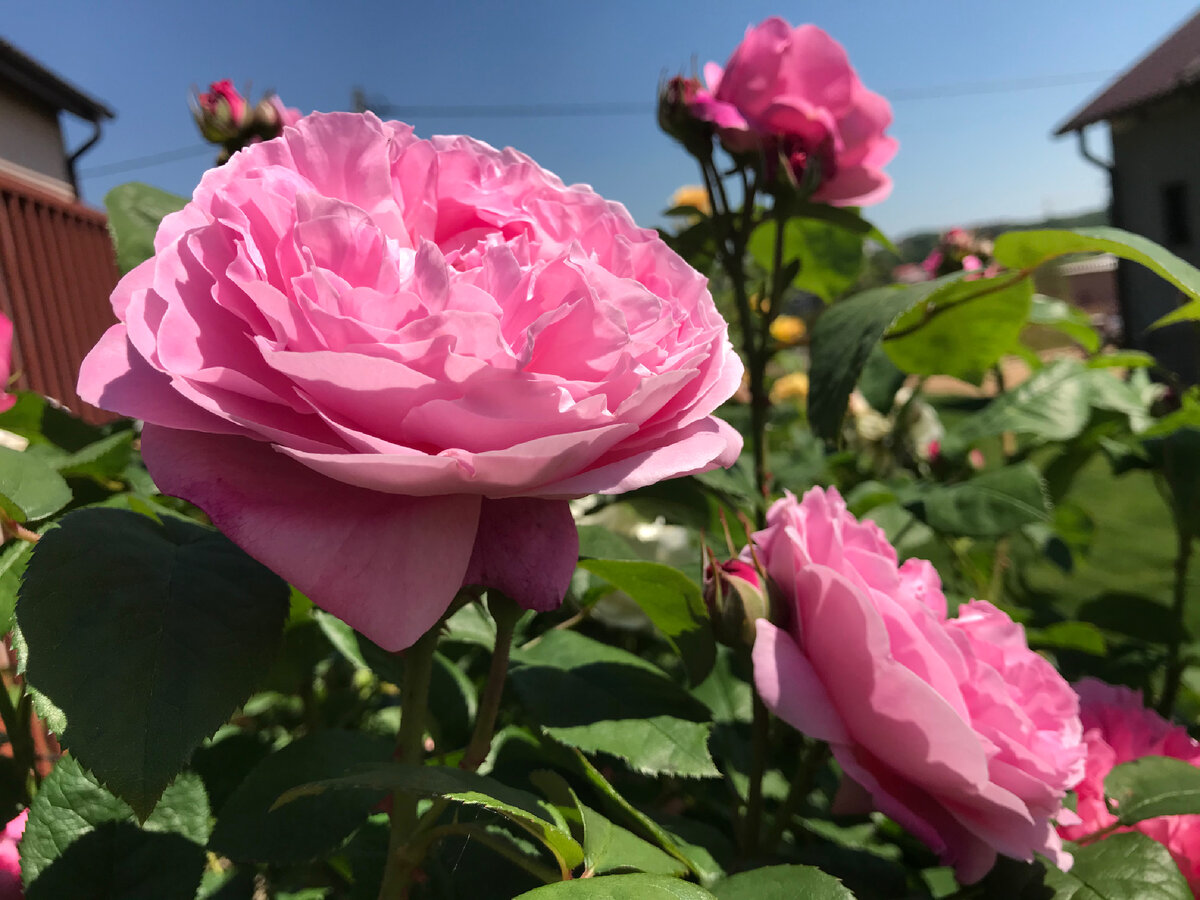 Две английские розы Дэвида Остина: Мэри Роуз и Винчестер Кафедрал |  Екатерина Ко и Цветущий САД | Дзен