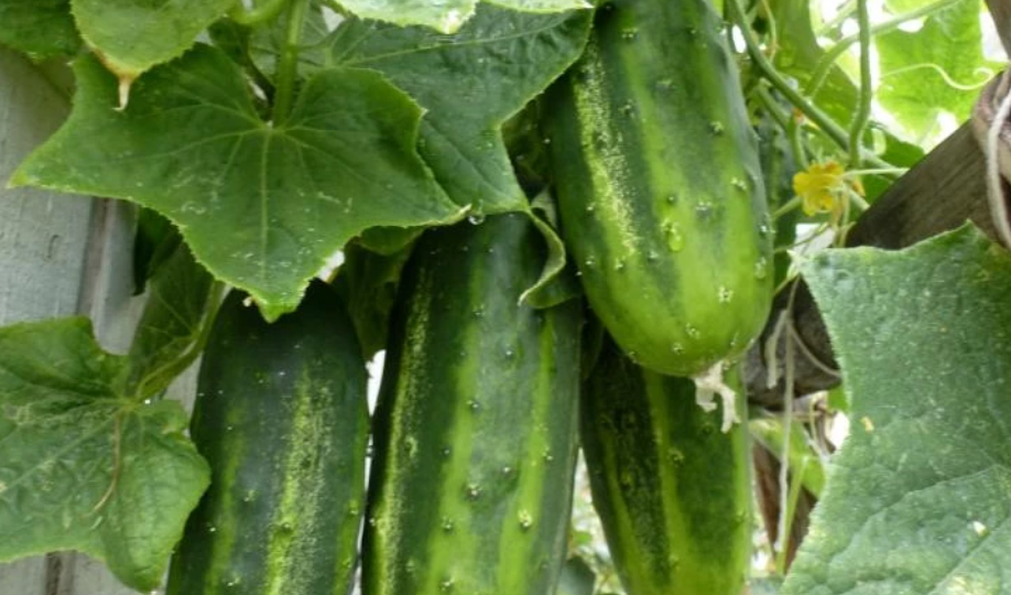 Лучшие паретнокарпические гибриды огурцов