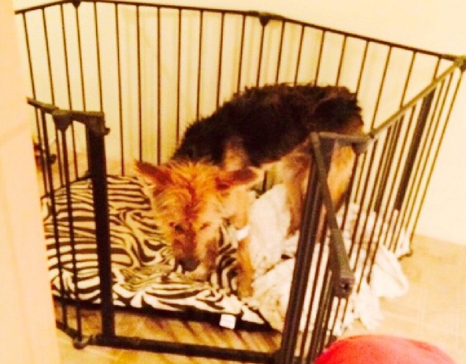 Первое время Ричард жил в манеже