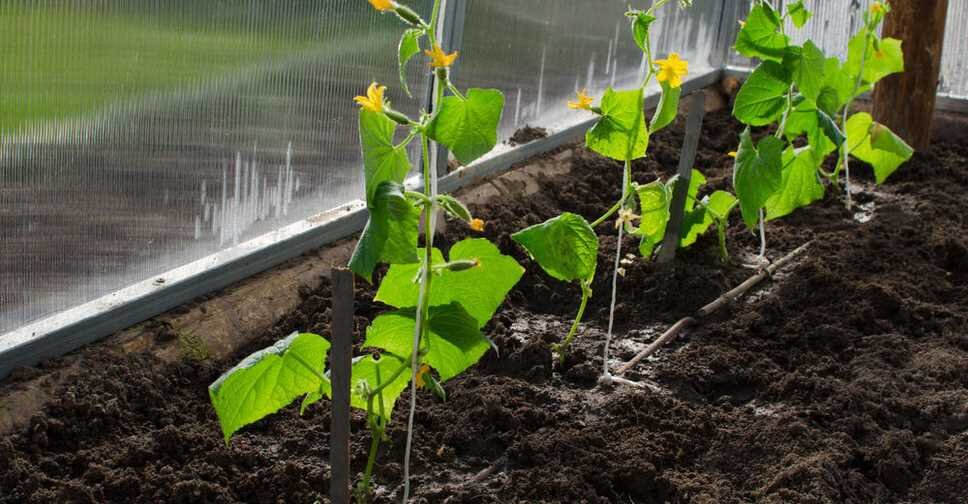 Правила полива огурцов для получения богатого урожая