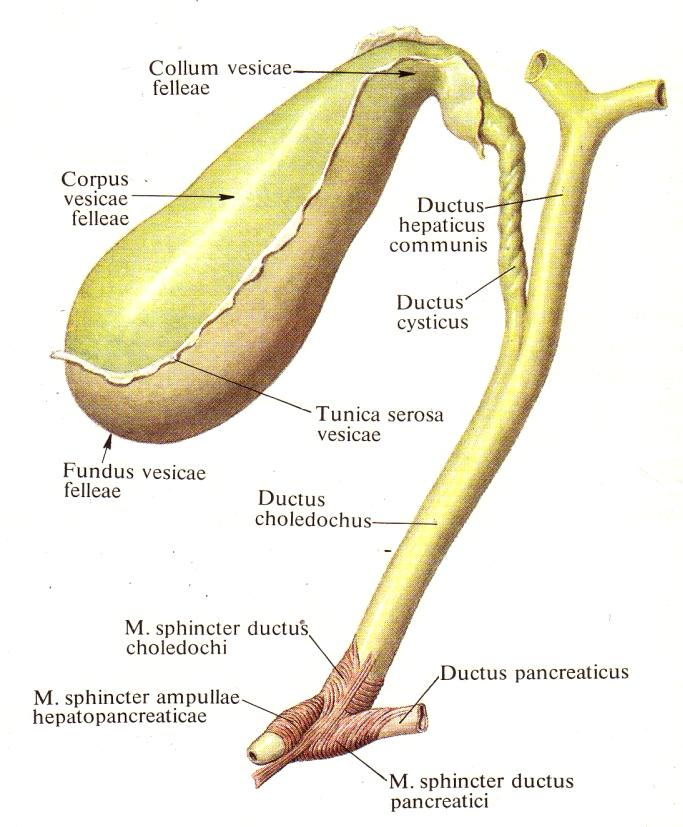ПОСТХОЛЕЦИСТЭКТОМИЧЕСКИЙ СИНДРОМ | Plain Explanations | Дзен