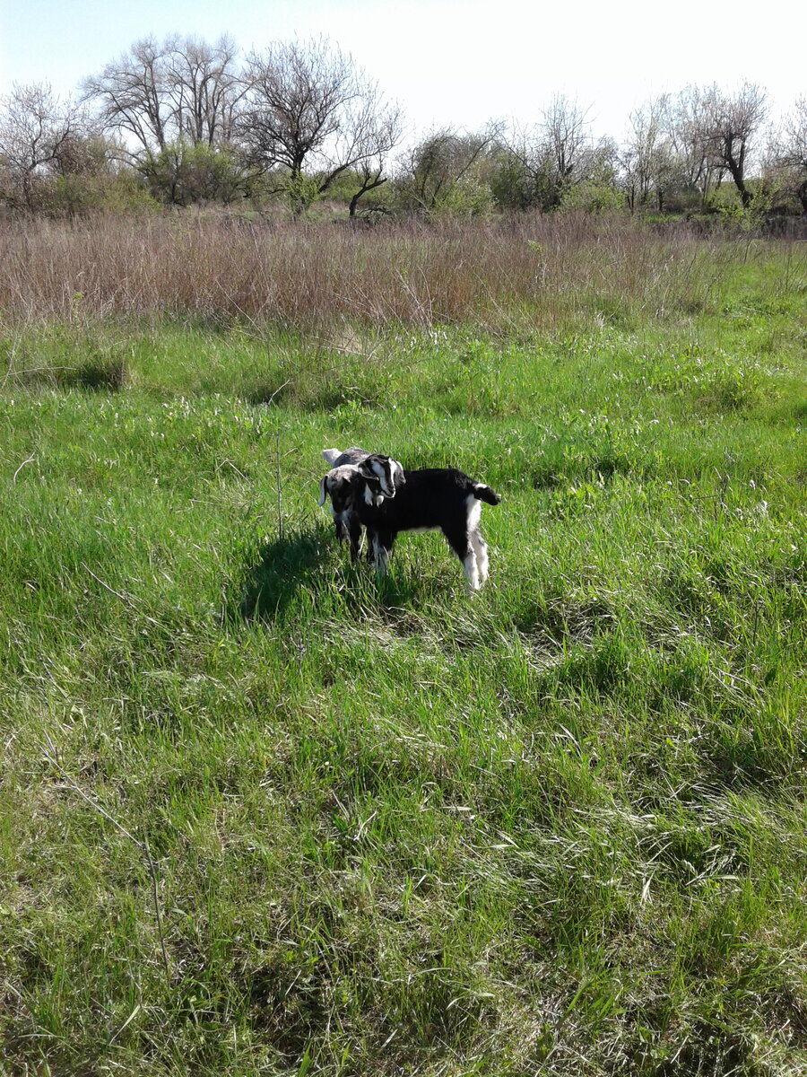 козлята от Симки и Рябинки