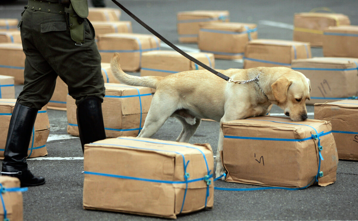 These are dogs. Лабрадор Ищейка. Лабрадор служебная собака. Лабрадор ретривер служебный. Лабрадор ретривер в полиции.