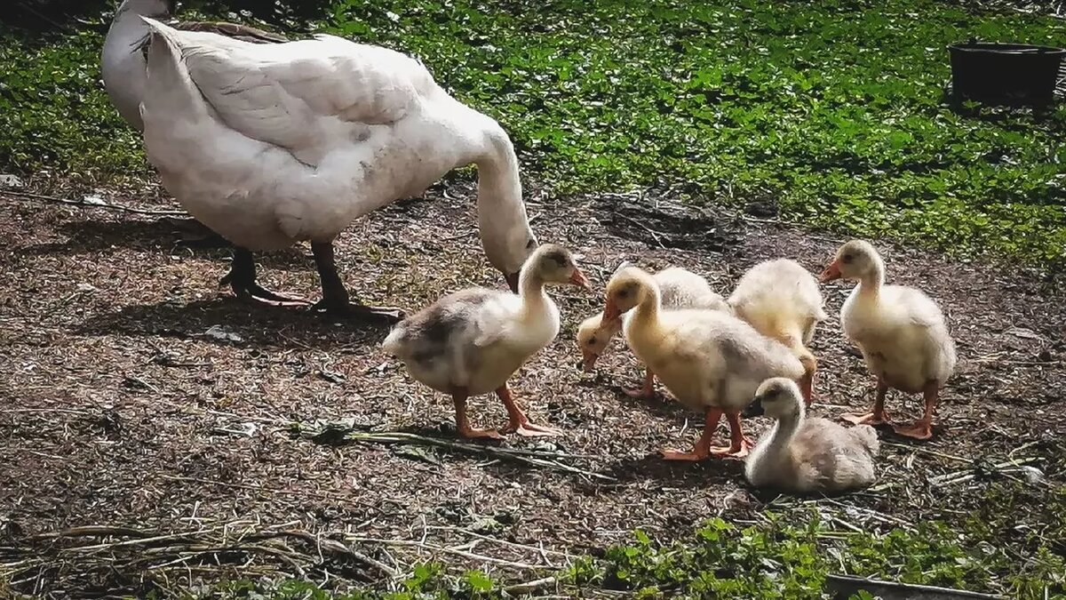Гуси обладают тонким слухом и громким голосом: идеальное сочетание качеств для тюремного охранника. Фото: 1MI