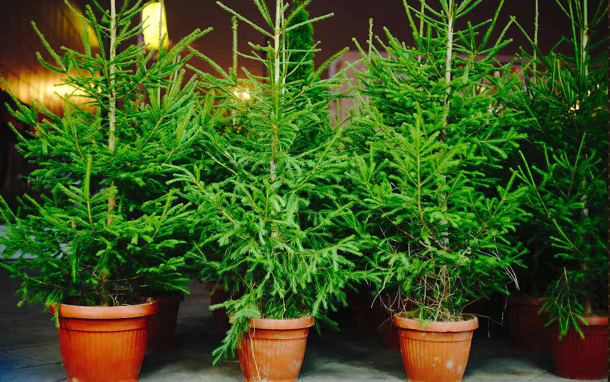 Ель обыкновенная в контейнере. Фото: www.bhg.com