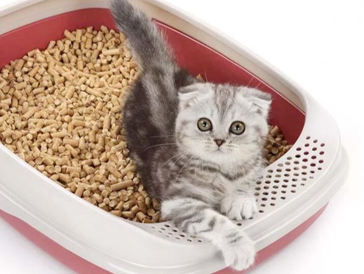 Сорные травы аллергены. Сенная лихорадка поллиноз симптомы. Хвоя вывод. Может ли быть аллергия на сосну. Может ли быть аллергия на сосну.