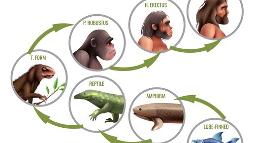 Эволюция человека от простейшего до современного человека (упрощённо). Анимация. Приятного просмотра!