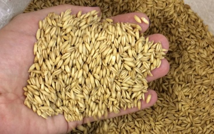    В Новгородской области только одно предприятие занимается выращиванием и семеноводством голозерного овса