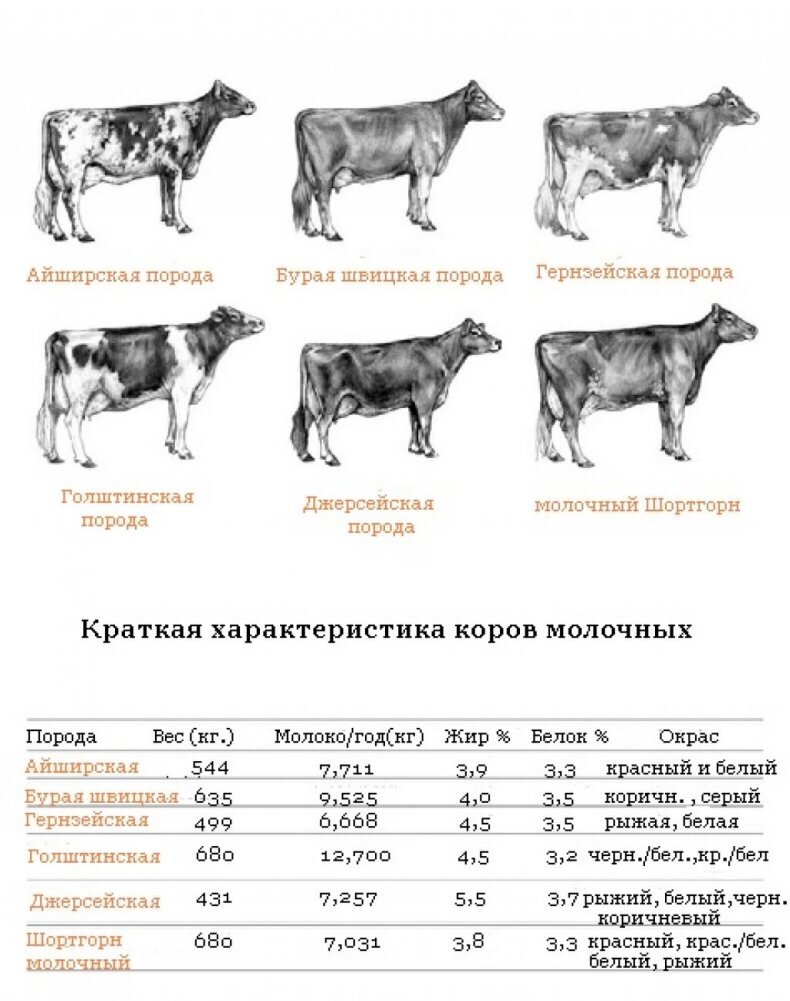 Купить Корову | Советы покупателям коров — как купить корову? | Овцы Козы  Оборудование вет.станки «Шипмастер» МРС | Бизнес-Планы проекты  автоматизация ферм | Овцеводство Козоводство Животноводство Сельхоз | Дзен