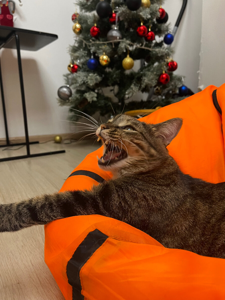 Лучше на котиков смотрите. Фото автора. 