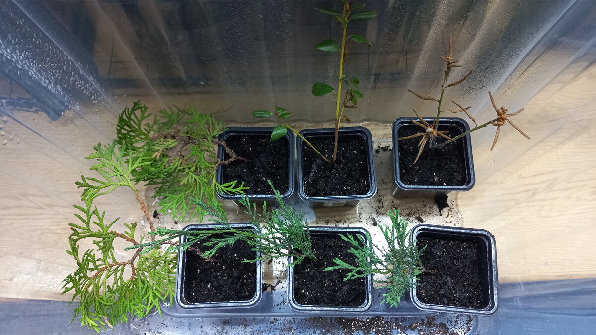 Вот такими они были в самом начале. А с рододендронами, к слову, опять не срослось(