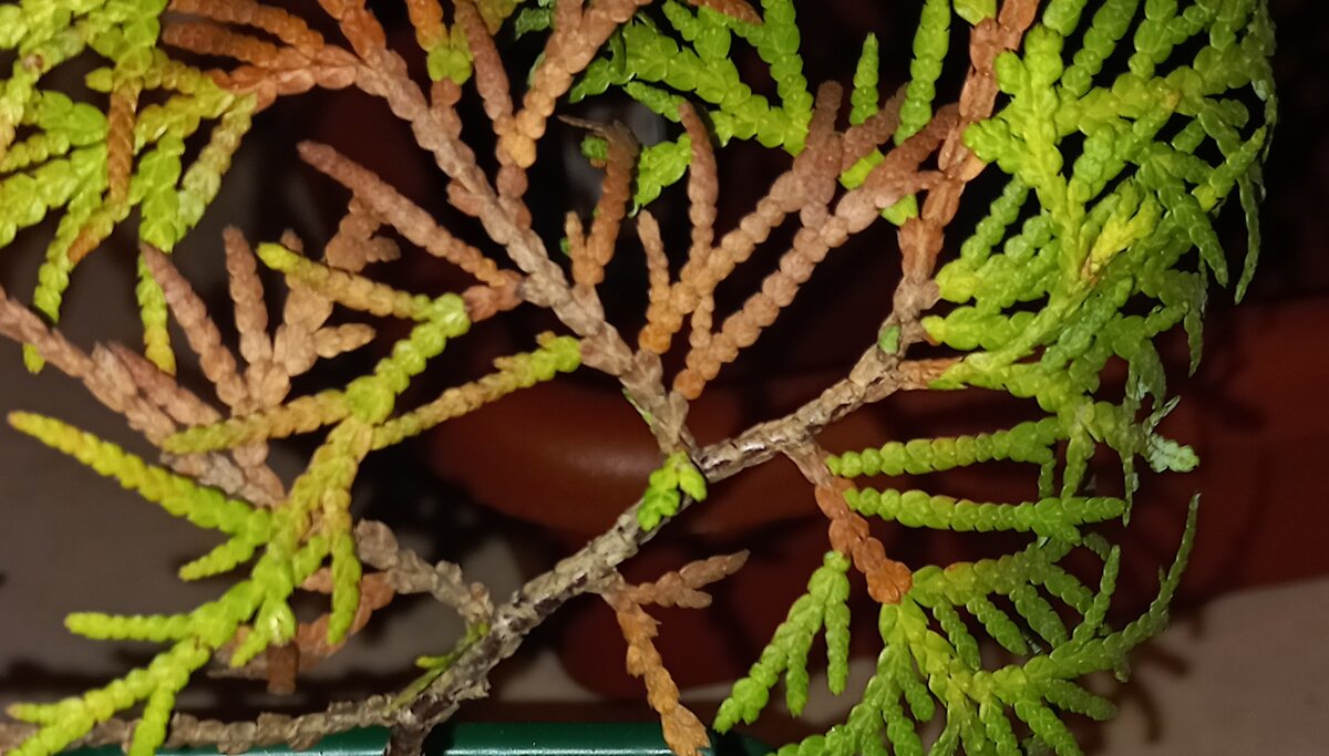 Видите прямо по серединке маленький свежий росточек?