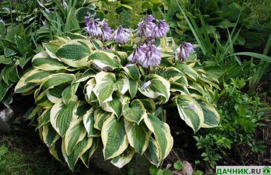 Секрет успешной посадки хосты в цветник: основные правила и рекомендации