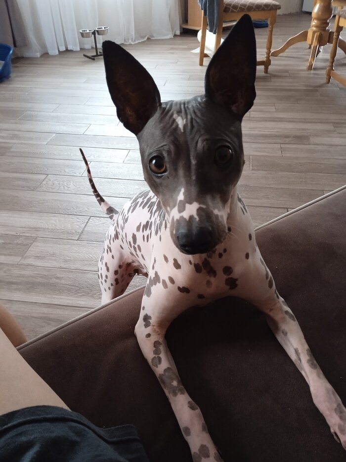 Бабака | Пикабу | Дзен