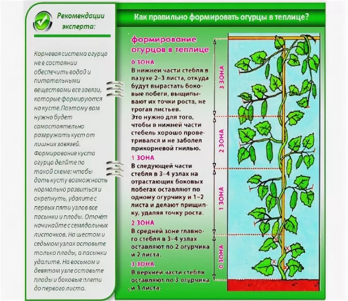 Принципы формирования и проветривания растений