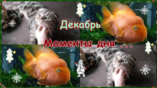 Декабрь . Моменты дня ...