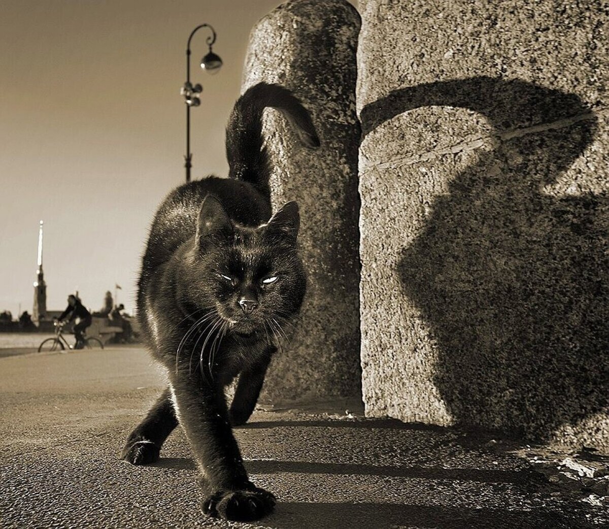 Гуляющая кошка песня. "Чёрный кот и его человек". Фотограф пол Маккейн. Черная кошка. Кот гуляет. Уличная кошка.