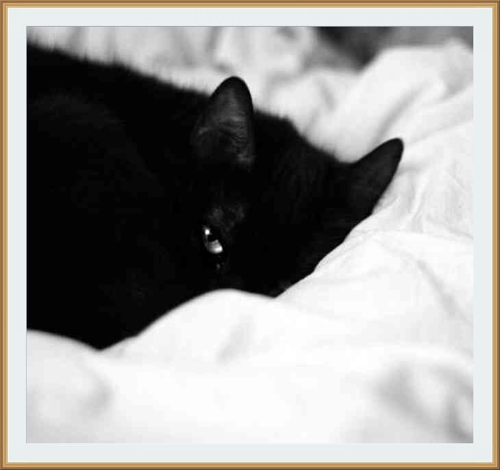 Не будите спящего кота, особенно если он черный ...Автор фотографии неизвестен
