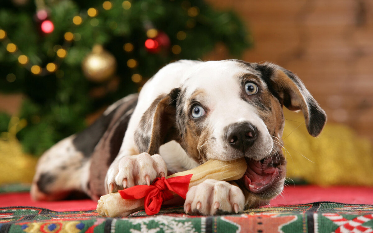 источник фото: https://img.desktopwallpapers.ru/newyear/pics/wide/1920x1200/9dff4c139dc5c3e6f00d90e8625e2ab6.jpg