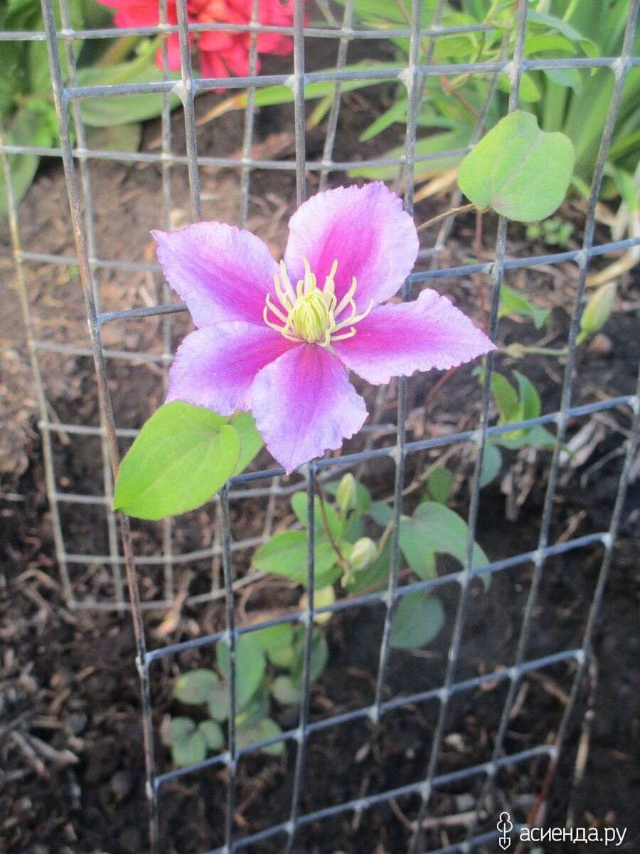Первые цветы не всегда такие выразительные, но такие долгожданные)