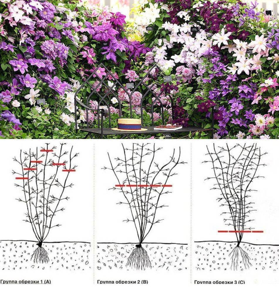 Опоры для клематисов: коллекция идей