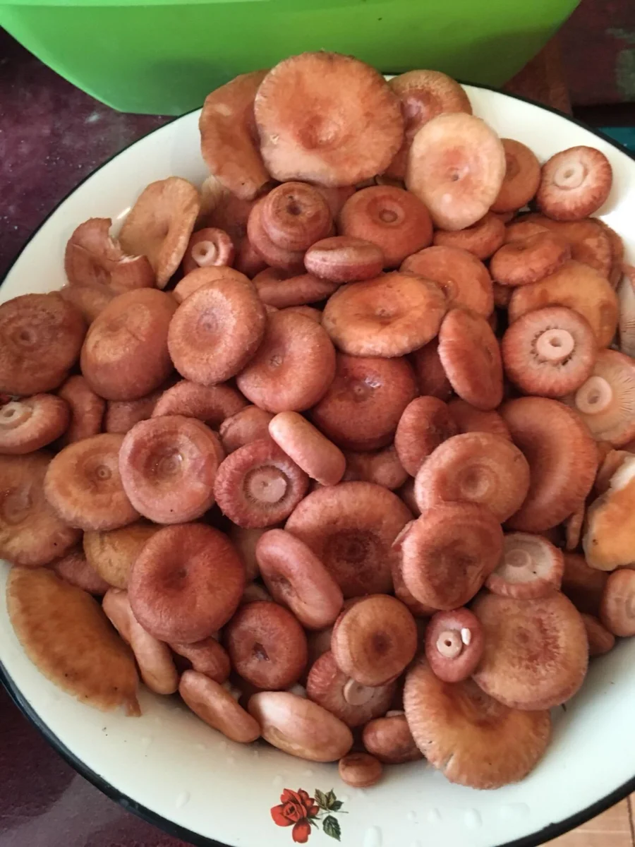 Автор фото Галина Ш.