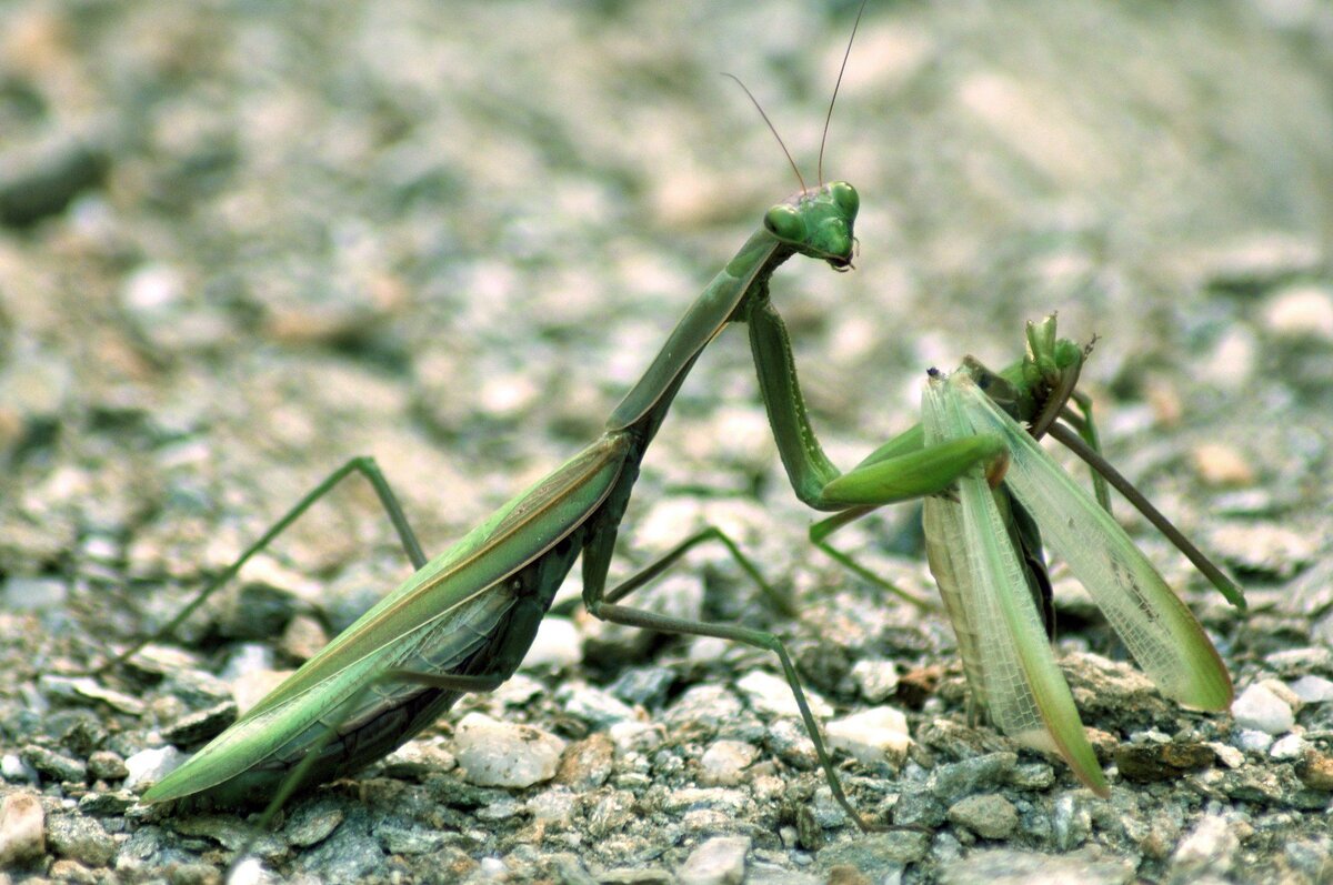 Изображение взято из открытых информационных источников