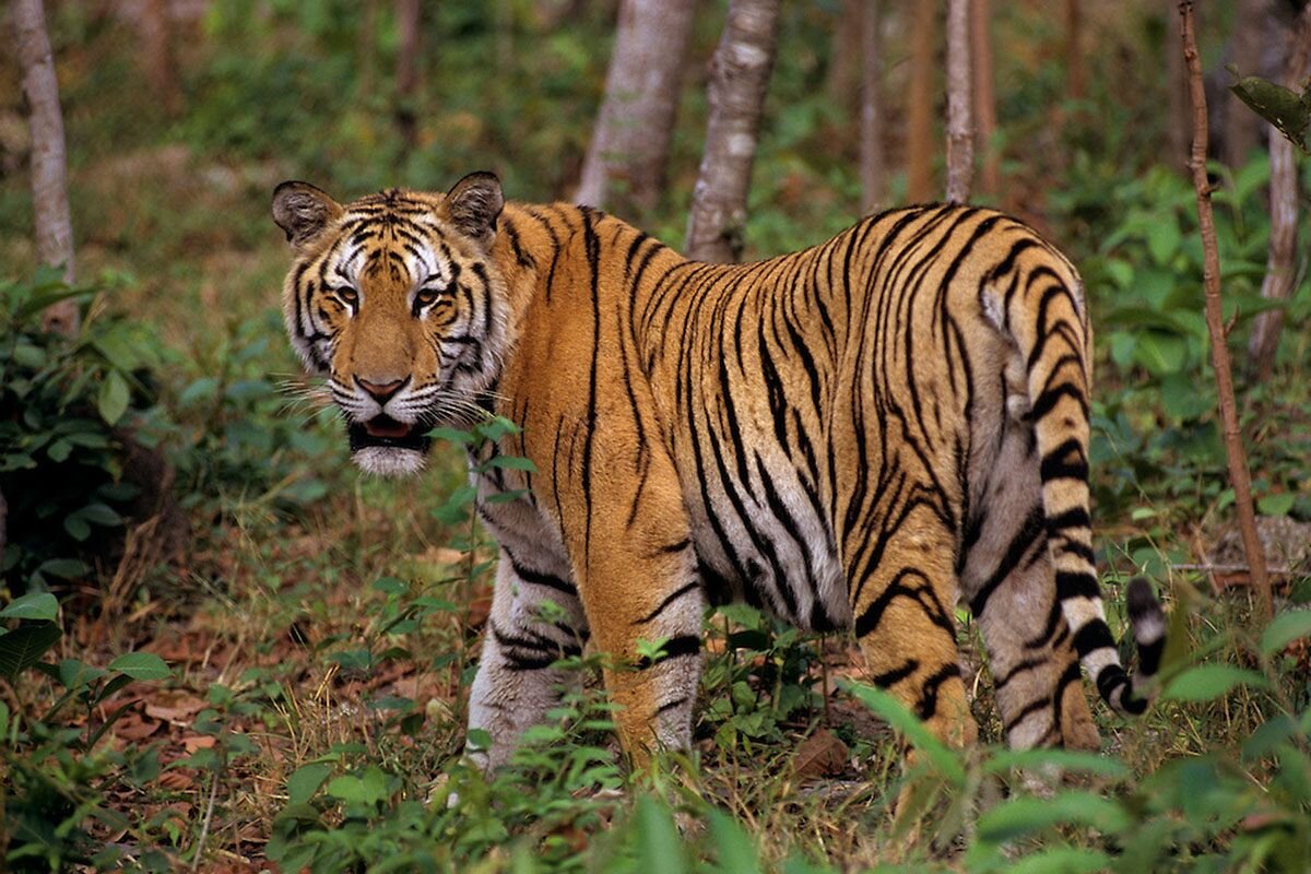 Индокитайский тигр (Panthera tigris corbetti)