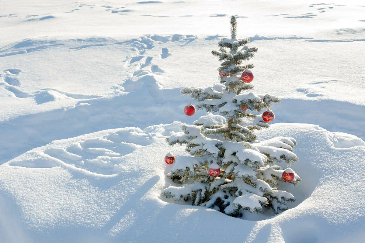 Поделка из еловых шишек и шишек сосны в садик — в виде новогодней елки