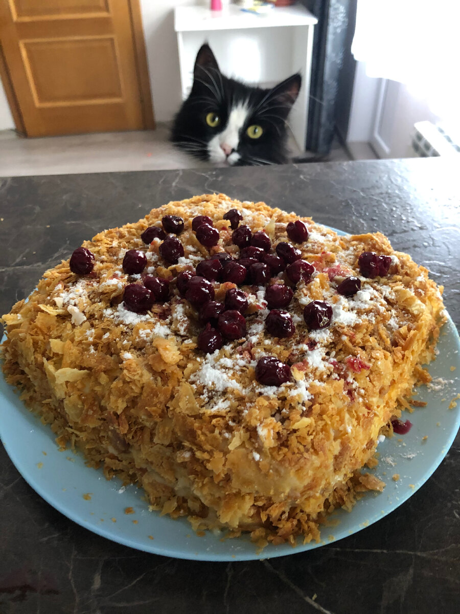 Наполеон и кот Маркиз