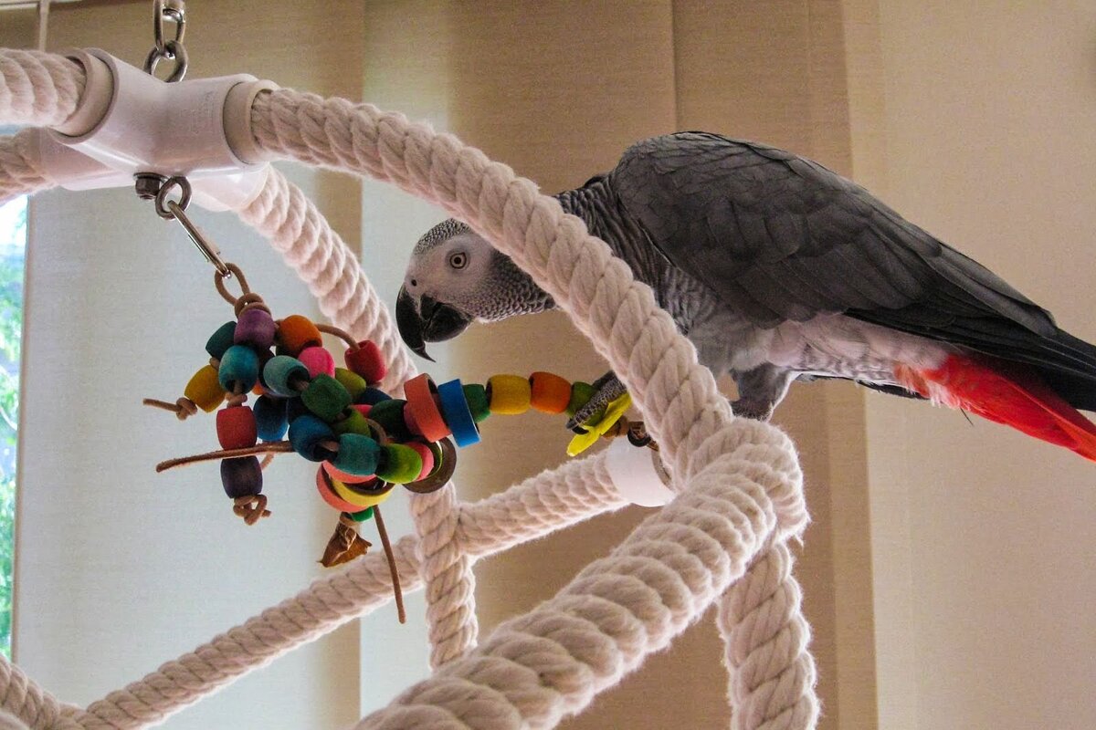 Как выбрать игровой стенд для попугая