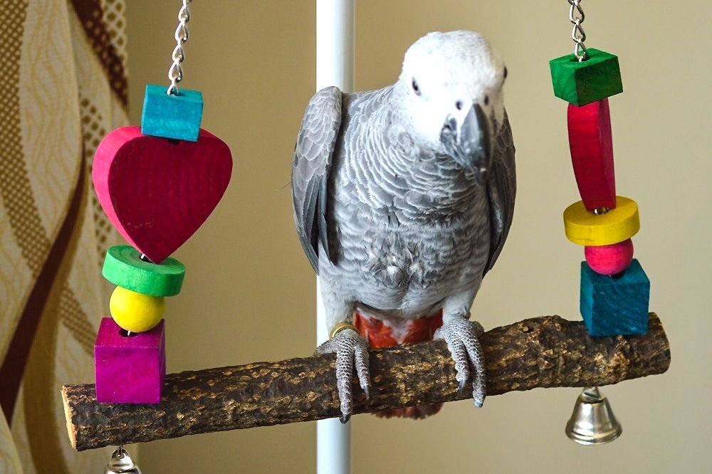 Игрушки для попугая: чем развлечь питомца