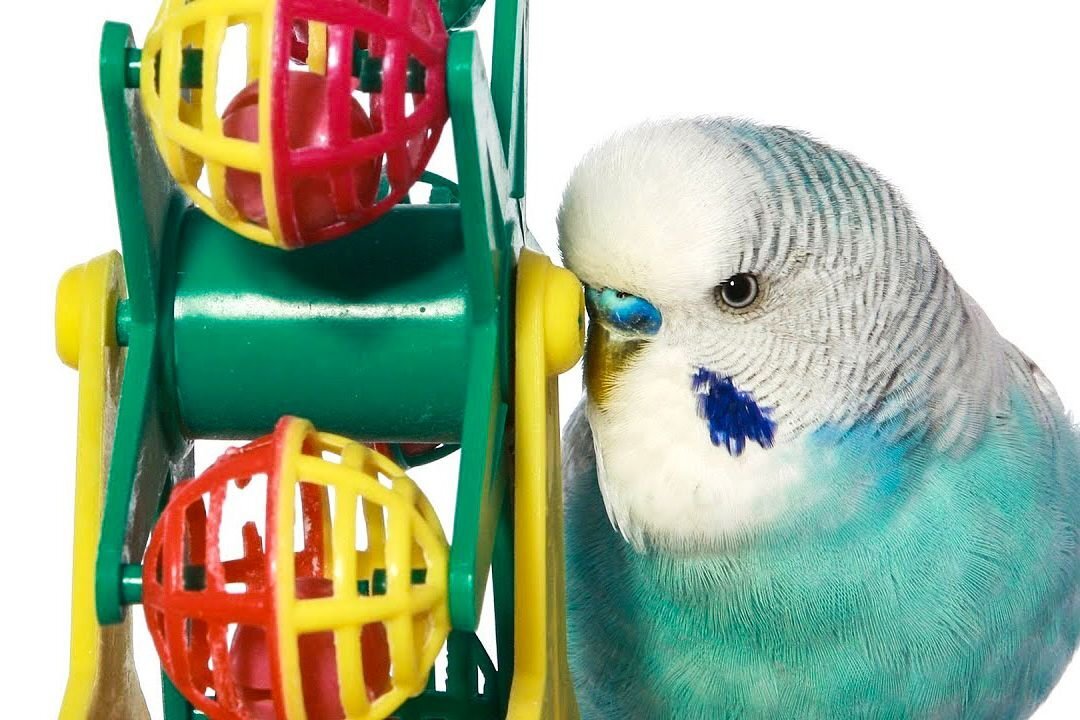 Самодельные игрушки для попугаев волнистых, кореллла, неразлучников - топ 10