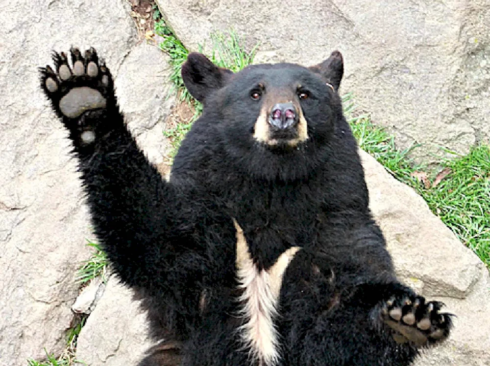 Лёха, подрабатывающий аниматором в костюме медведя, передаёт тебе привет. 