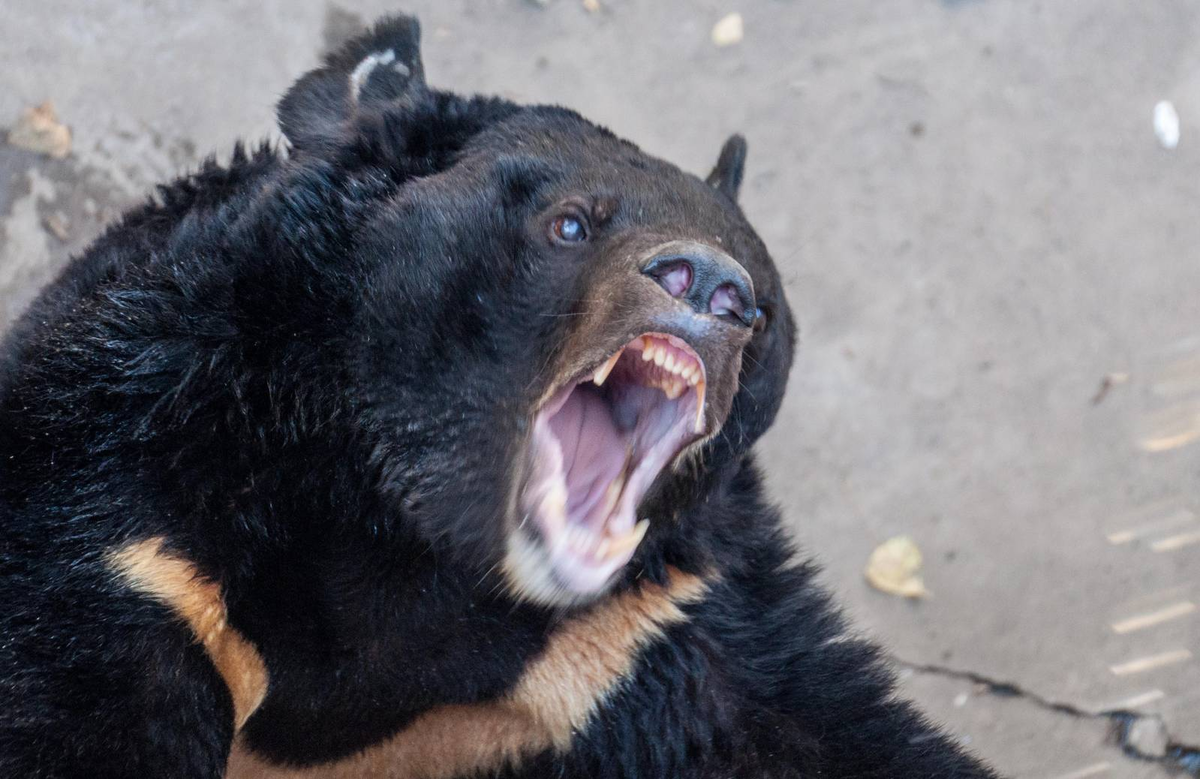 Несмотря на то, что гималайский медведь слабее других хищников в своём ареале, на человека он нападает чаще, чем другие виды медведей. Предполагают, что агрессия — защитный механизм, сформированный против тигров и бурых медведей. 