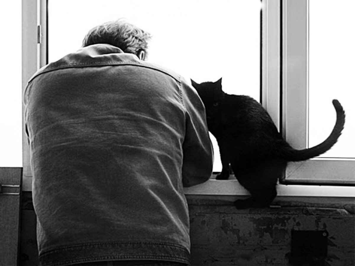 гладить кота. человек и кошка смысл. коты и хозяева. человек и кошка текст песни. роль кошки в жизни человека.