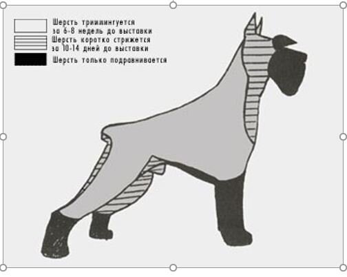 Схема тримминга. Схема тримминга миттельшнауцера. Схема тримминга цвергшнауцера морды. Цвергшнауцер стрижка тримминг схема. Схема тримминга цвергшнауцера.