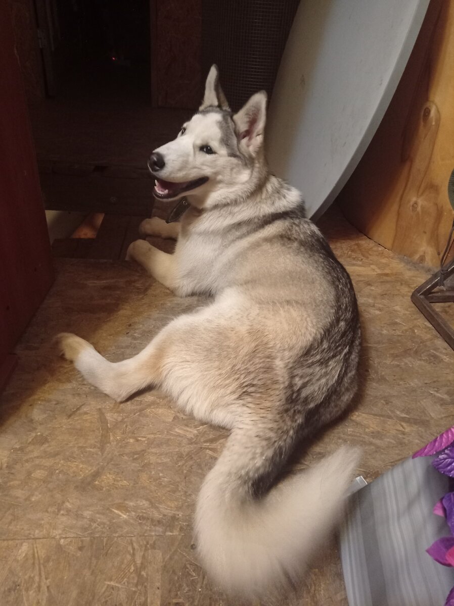 А это Кроша заняла наблюдательный пункт над лестницей, чтобы вовремя спрятаться, если мама вдруг решит неожиданно подняться за ней