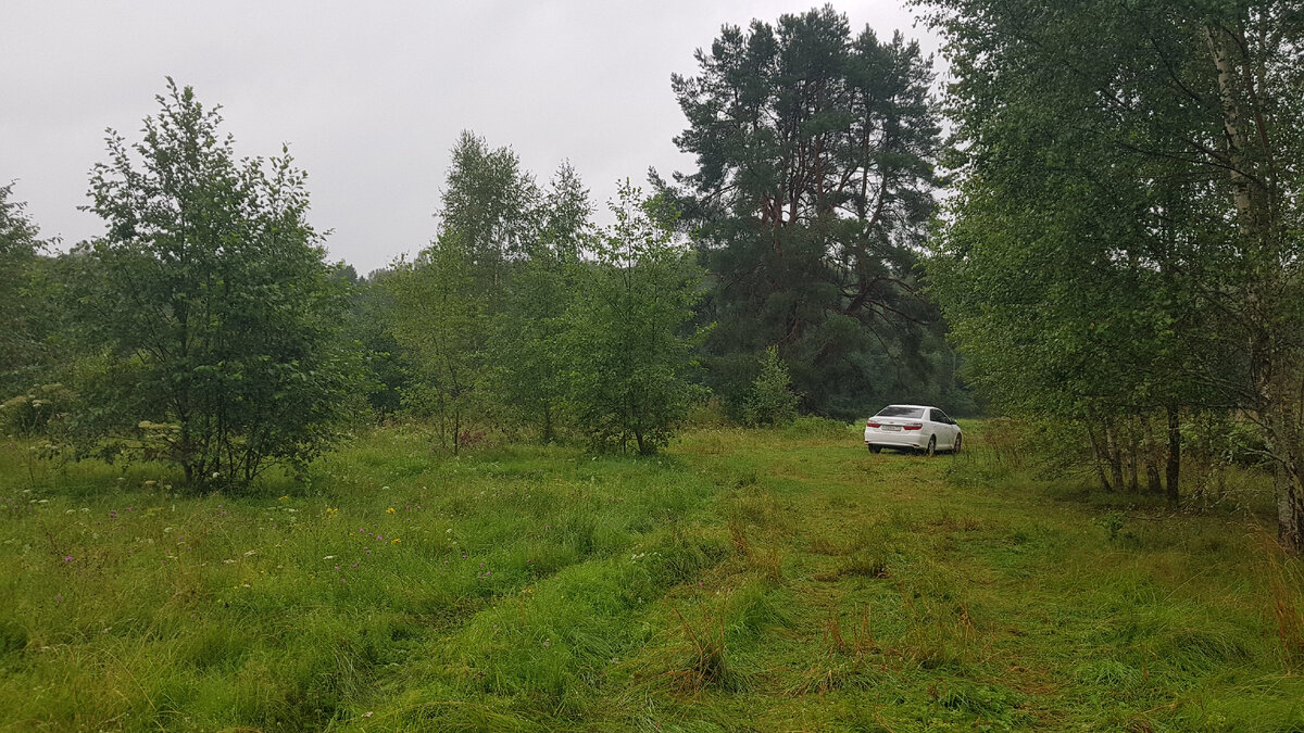 Та самая сосна на берегу Волги. К ней можно подъехать на легковом автомобиле.