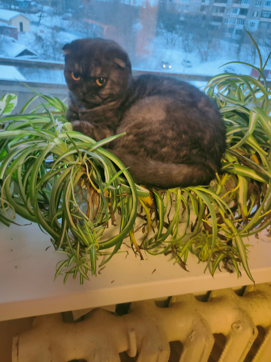 Фрося ждёт весну. За хлорофитум не переживайте, старший сын его подлечил волшебным удобрением, фото в конце статьи размещу