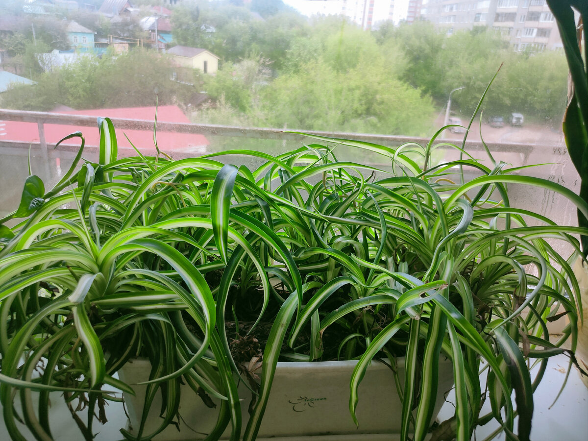 Наши дни. Жив- здоров и невредим хлорофитум-господин!