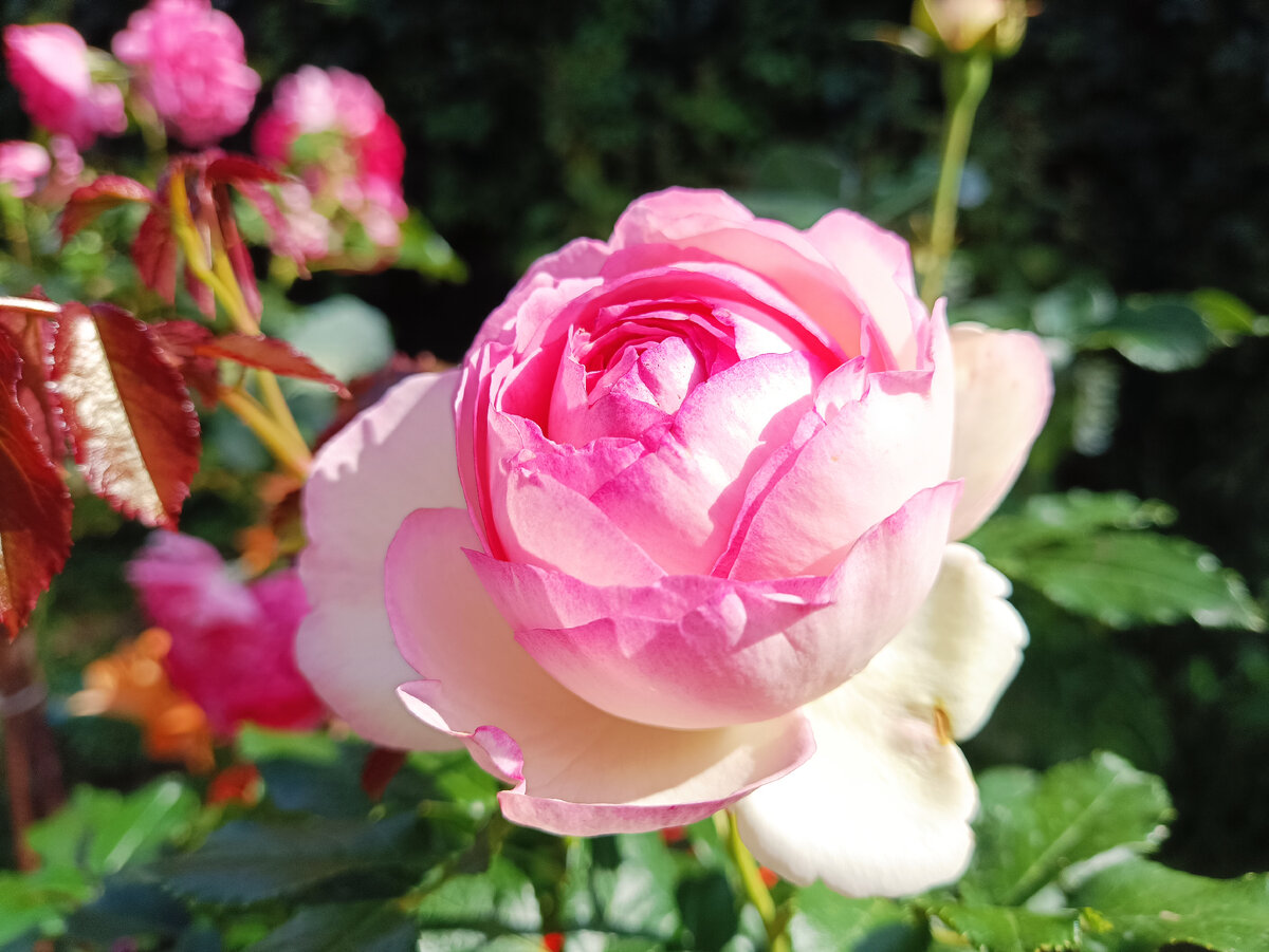 ПЬЕР ДЕ РОНСАР, 2023