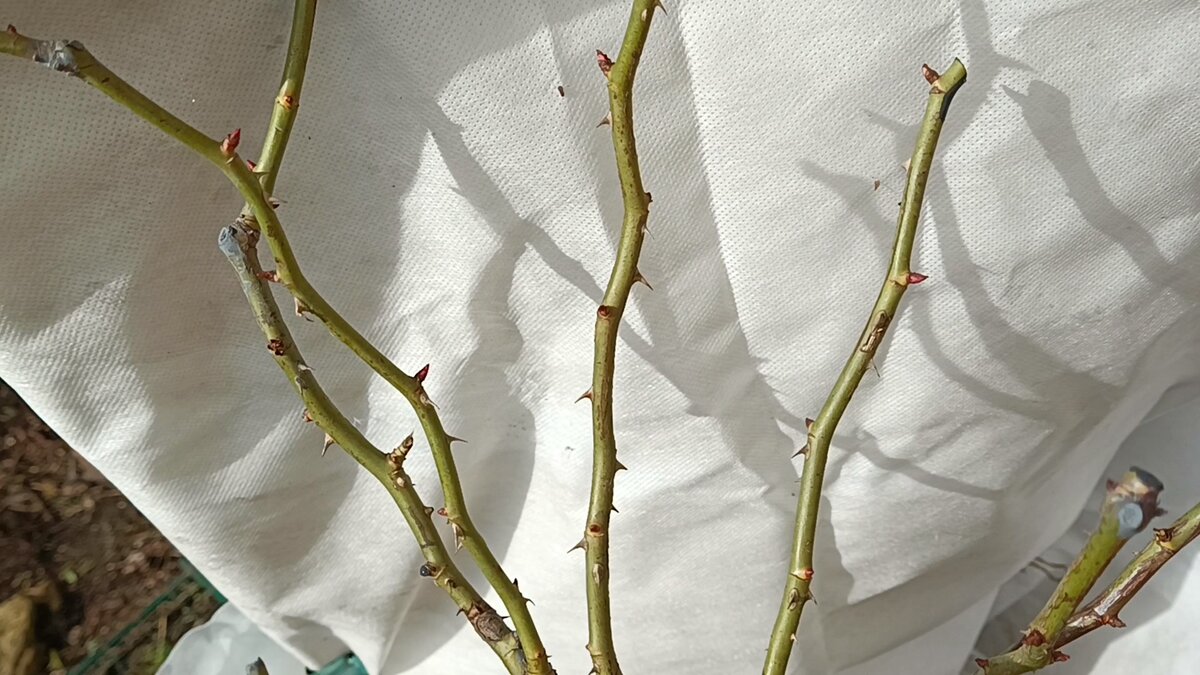 Спящие почки Пьер Де Ронсар, 30 мая 2023