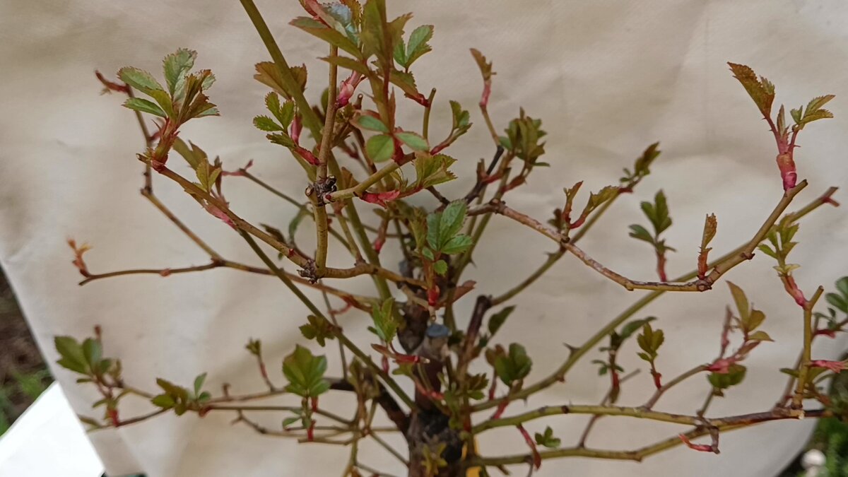 Почки Лавендер Дрим распускаются 30 мая 2023 