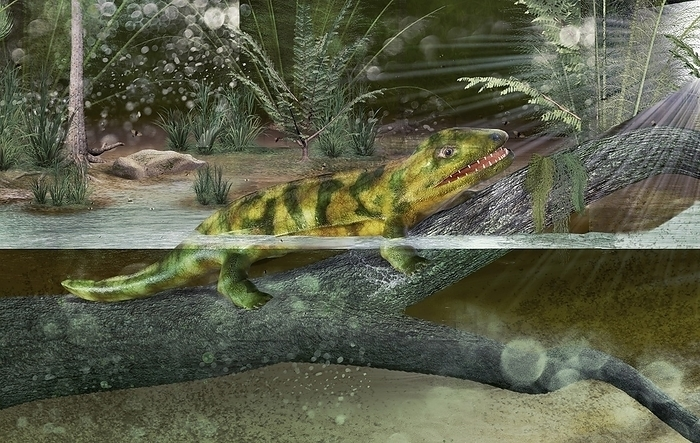 Маленький шаг для педерписа, но большой шаг для всей эволюции! 