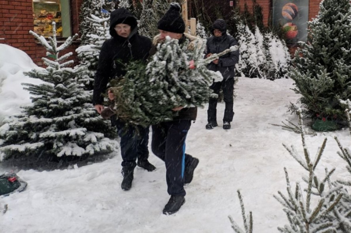    В Тверской области ветка пихты стоит 400 рублей, а ёлка от 1000 рублей