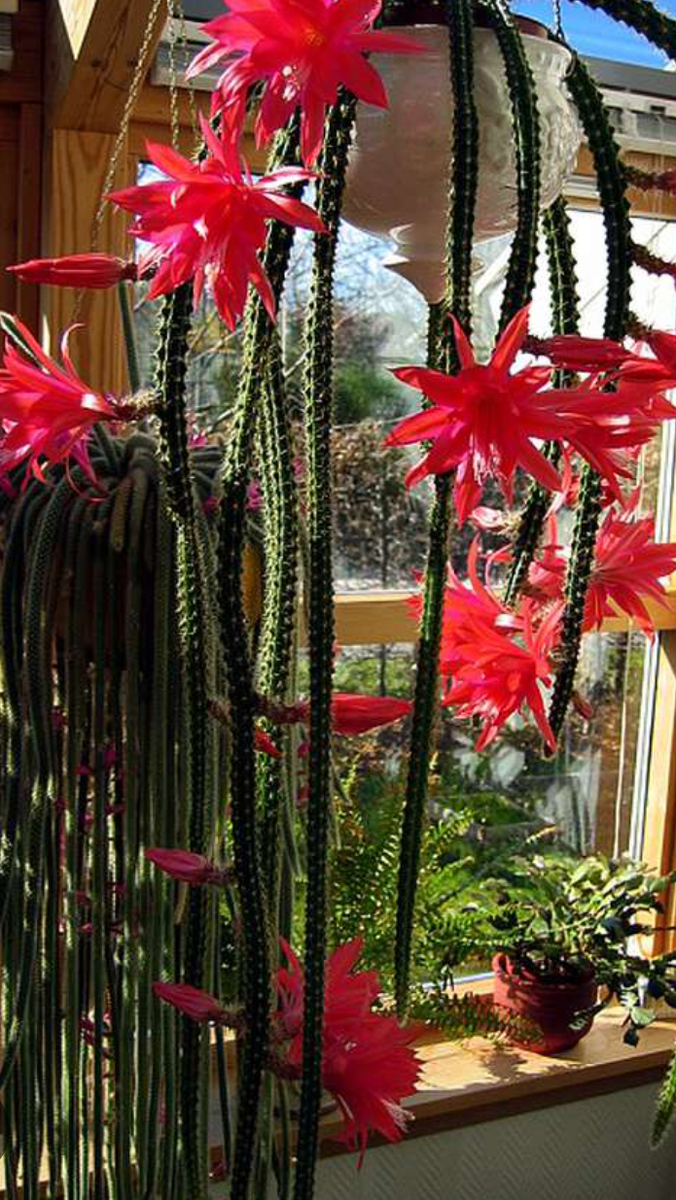 Дизокактус.