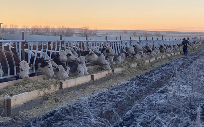    Фермер из Первомайского района на полученный грант увеличил маточное поголовье КРС Кристина Просвиркина