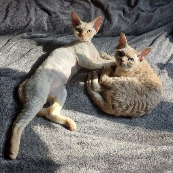 Кеша и Фефа