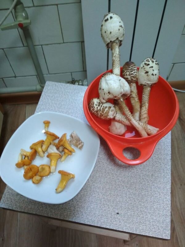 А это те грибы, которые водятся в леске поблизости. Вкусные были...